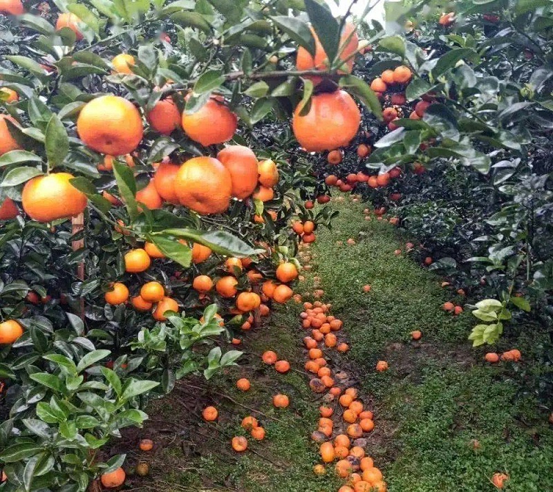 柑橘落果