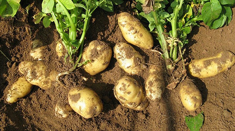 土豆种植