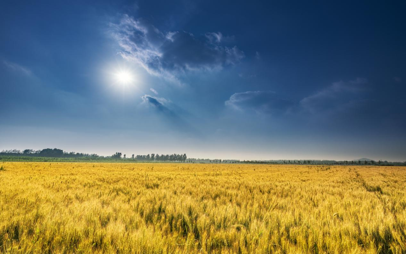 小麦增产方案